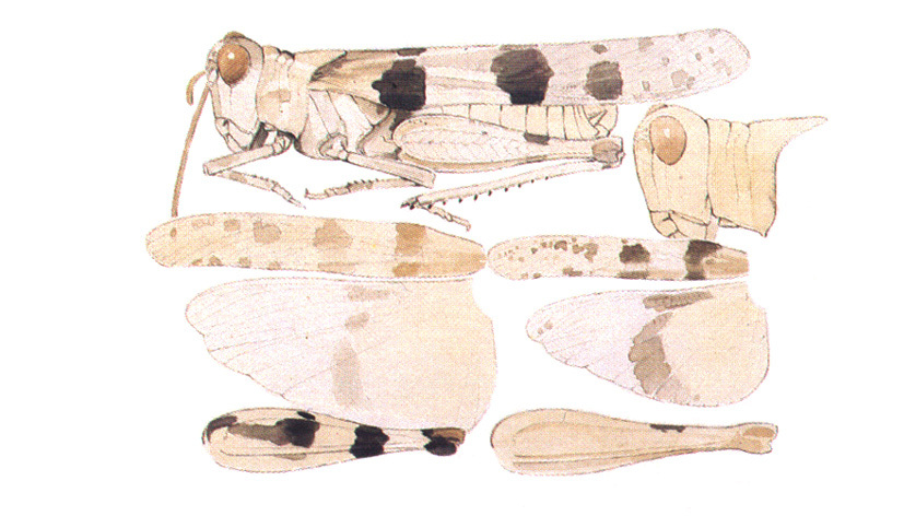 Trimerotropis pacifica Bruner, 1889: (Otu).
