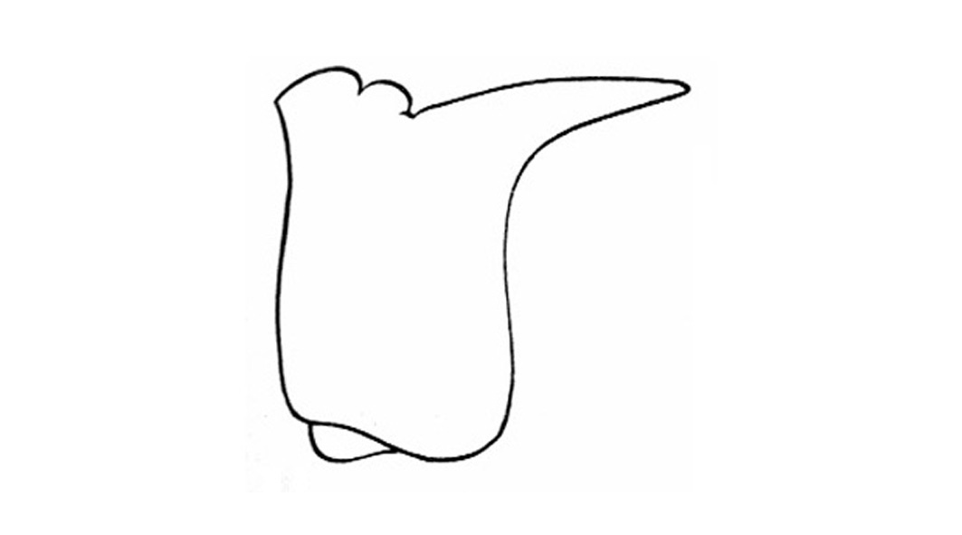 Trimerotropis pseudofasciata Scudder, 1876: Fig. 50K. pronotum, lateral view. (Otu).