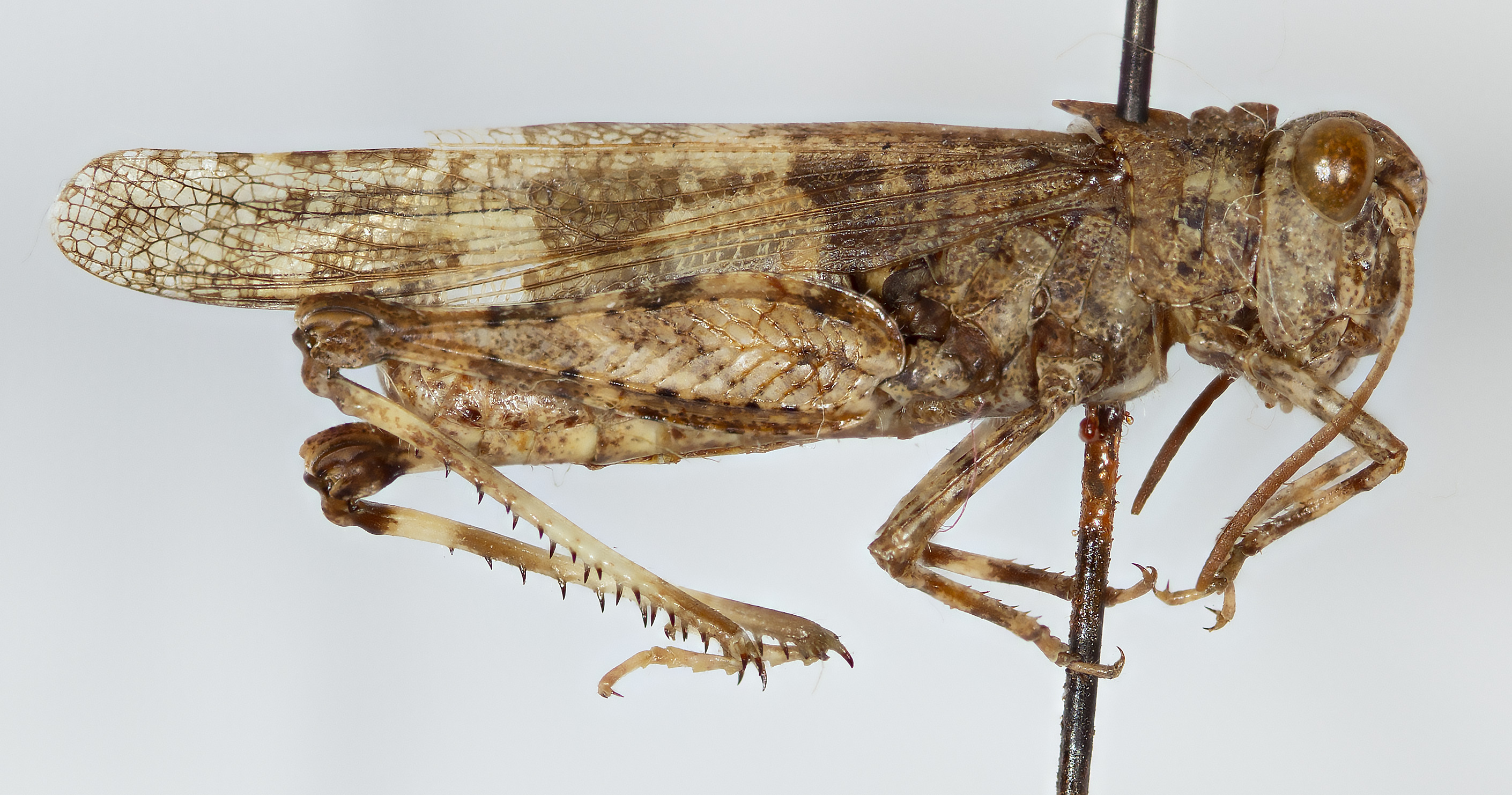 CollectionObject 1527210; 5275891d-fb9b-4475-b543-4fc9b289e1cf: male, lateral view (holotype). (CollectionObject).