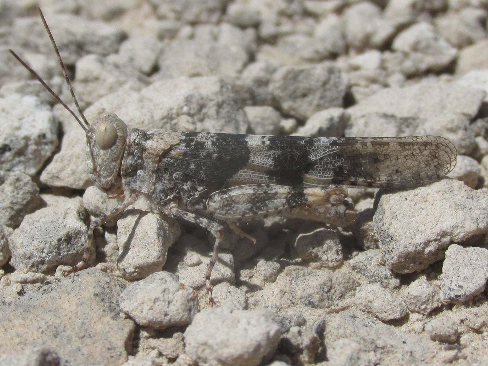 Trimerotropis saxatilis McNeill, 1901: male (9 miles north of Bridgeport, Nebraska, 16 July 2020). (Otu).