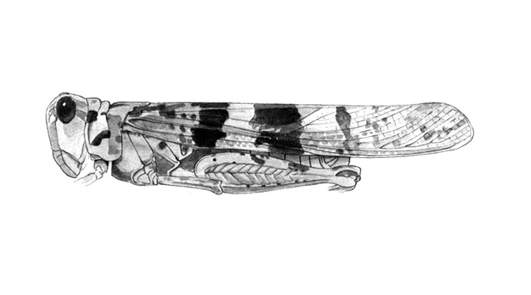 Trimerotropis schaefferi Caudell, 1904: Fig. 52. (Otu).