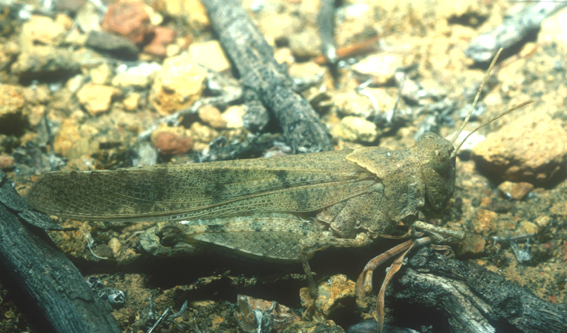 Trimerotropis thalassica Bruner, 1889: (Otu).