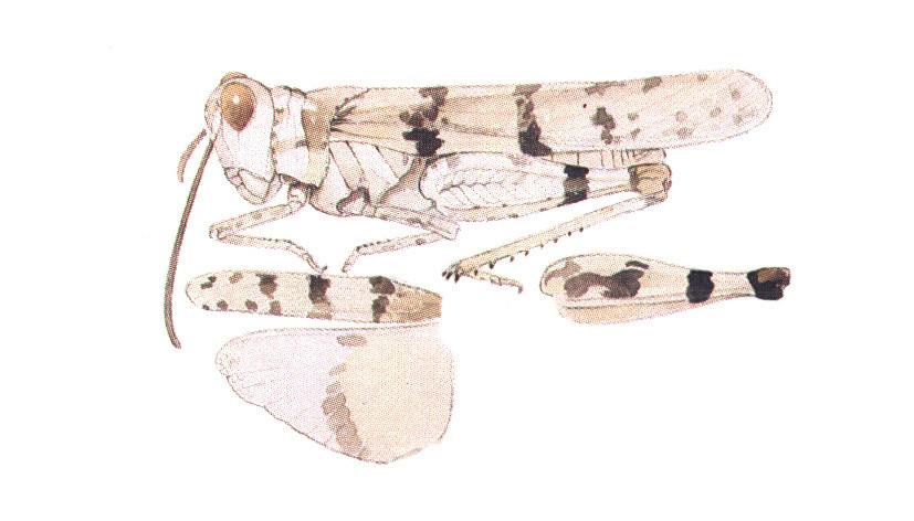 Trimerotropis titusi Caudell, 1905: habitus and wings. (Otu).