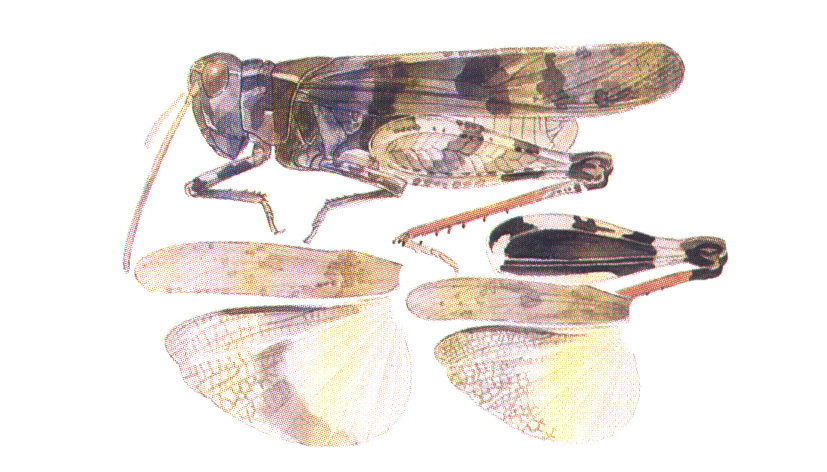 Trimerotropis tolteca (Saussure, 1861): habitus and wings. (Otu).