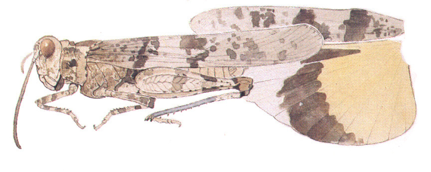 Trimerotropis topanga Rentz & Weissman, 1981: (Otu).