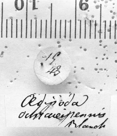 CollectionObject 1541137; dcf38b03-248b-4afa-bdc3-d85ea0f5d767, MNHN-EO-CAELIF2466: Image, Carbonell, C.S. labels (holotype). (CollectionObject).