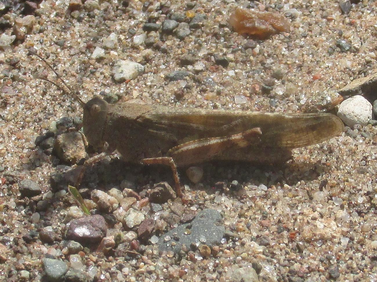 Trimerotropis verruculata verruculata (Kirby, 1837): female (east of Fifield, Wisconsin, 28 June 2018). (Otu).