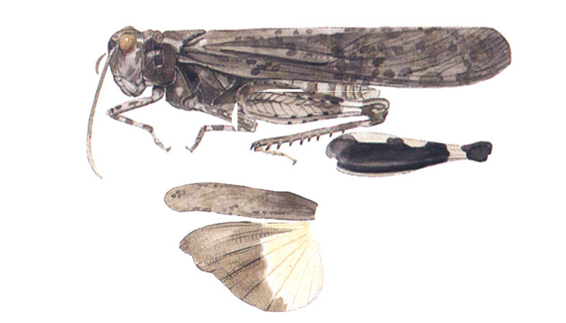 Trimerotropis verruculata suffusa Scudder, 1876: habitus and wings. (Otu).