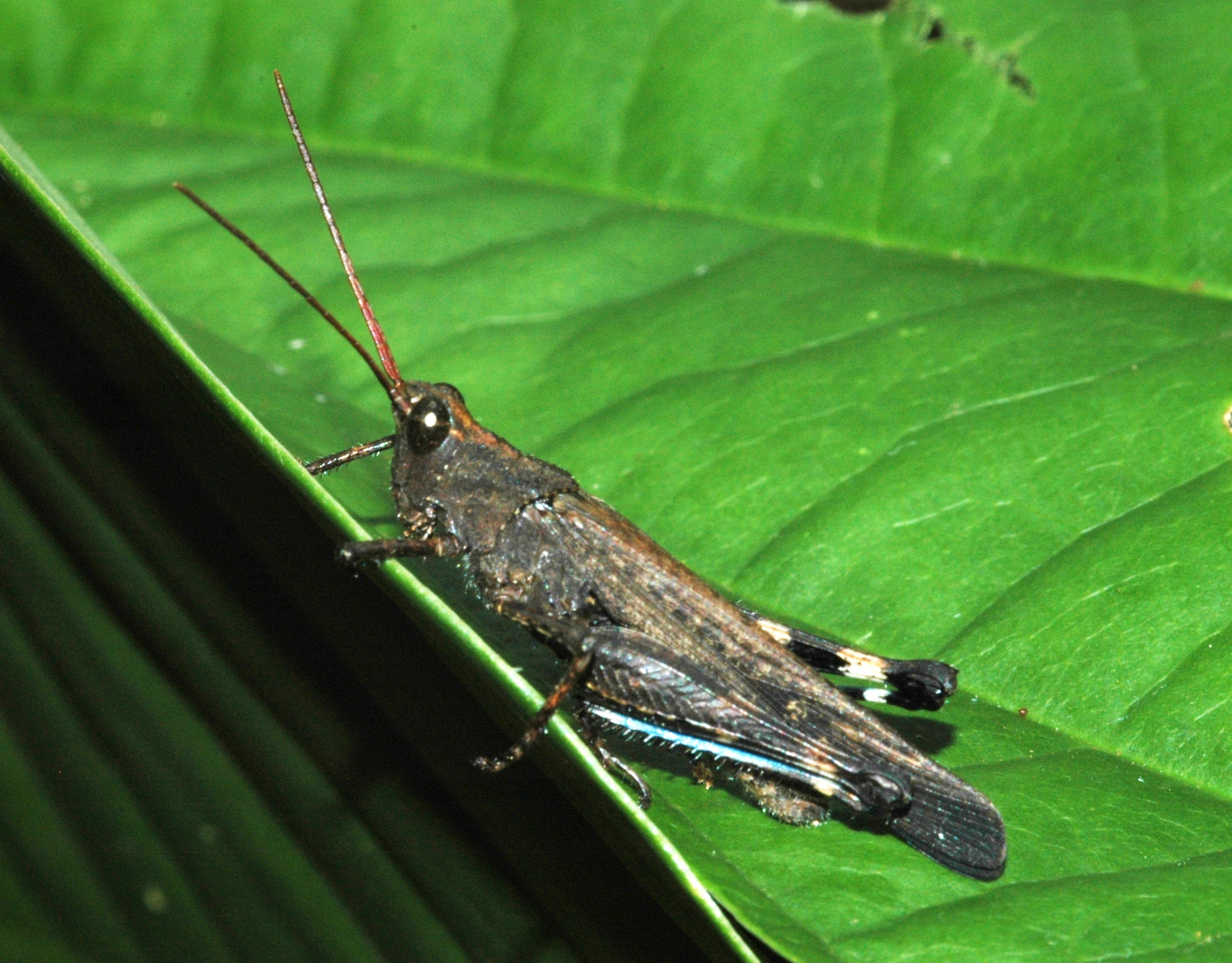 Machaerocera mexicana Saussure, 1859: male. (Otu).