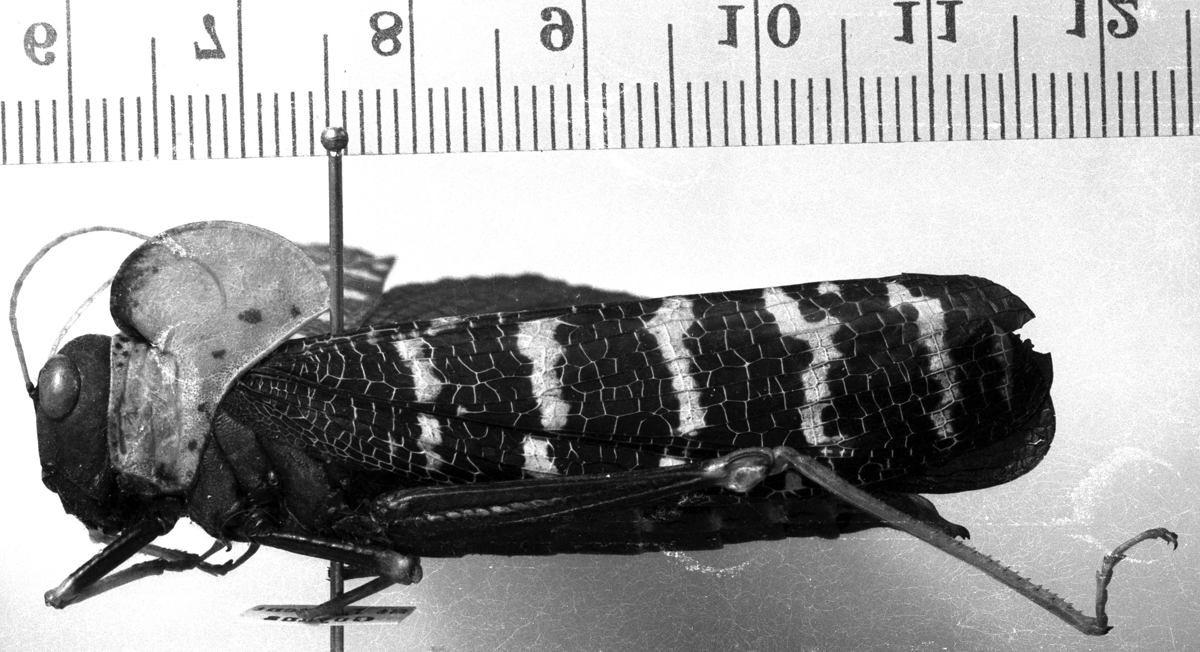 Monachidium lunum (Johannson, 1763): Image Carbonell, C.S. female, lateral view (Monachidium cristaflammea). (Otu).