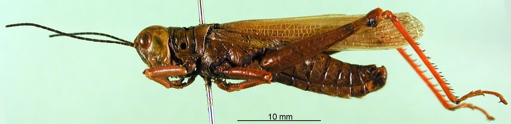 CollectionObject 1501605; 32d2a443-46ef-4dda-8e6f-721acbddff74, DORSA BA000107S01: male, lateral view (holotype). (CollectionObject).
