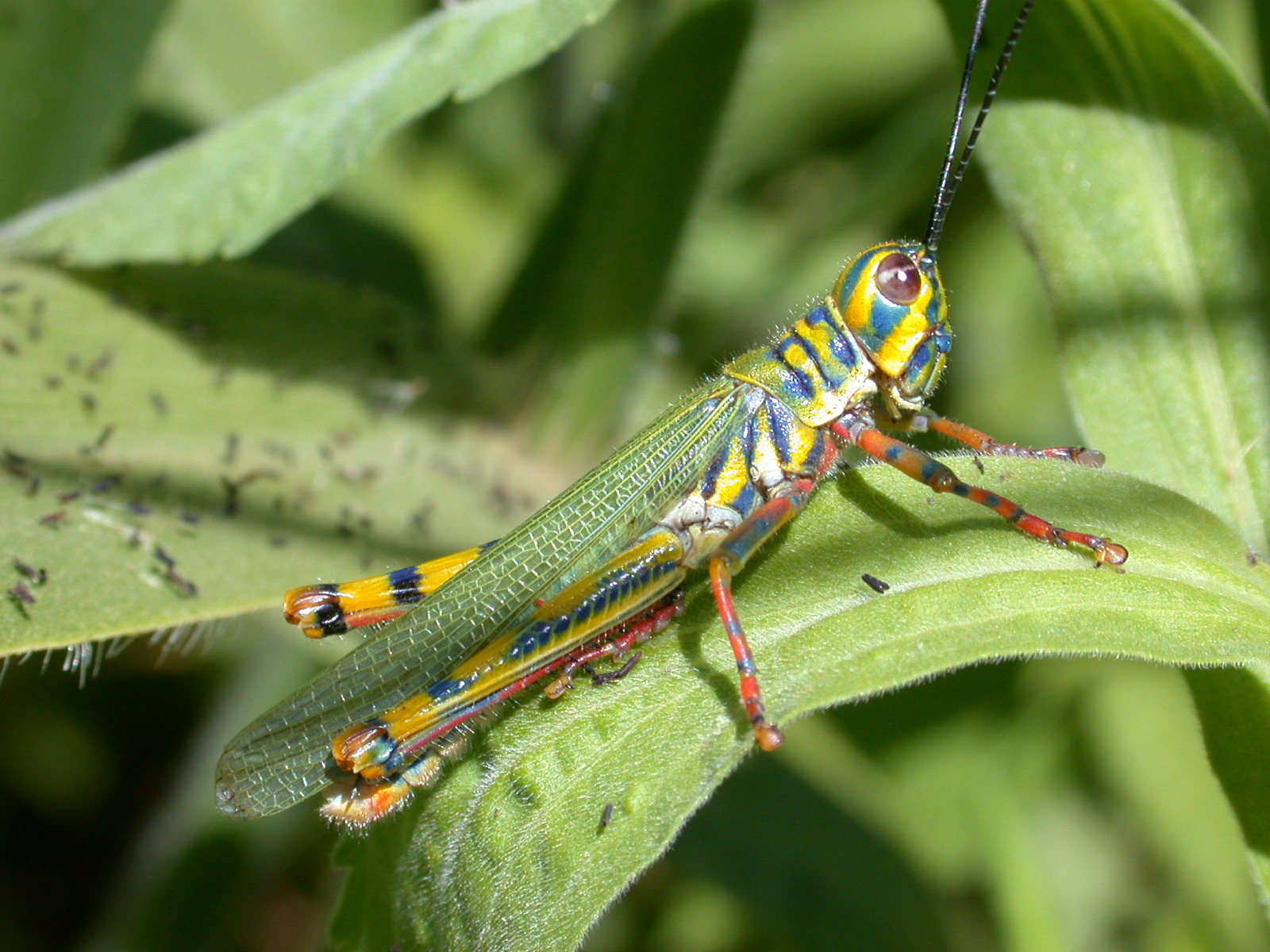 Adimantus ornatissimus (Burmeister, 1838): male. (Otu).