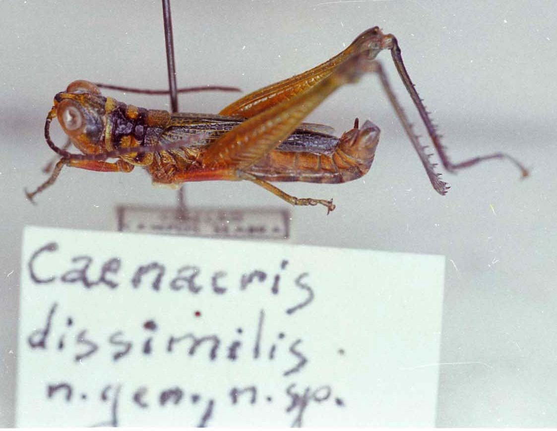 Caenacris dissimilis Amédégnato & Descamps, 1979: Image Carbonell, C.S. male, lateral view (holotype). (Otu).