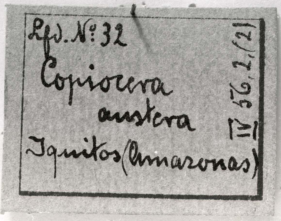 CollectionObject 1506903; 57c2d33c-816e-44e9-abe7-8831706c408e: Image C.S. Carbonell. labels (holotype). (CollectionObject).