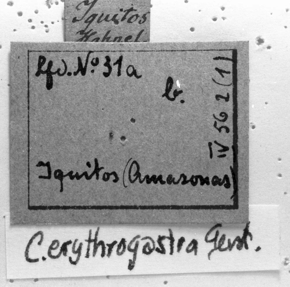 Copiocera erythrogastra (Perty, 1832): Image C.S. Carbonell. labels. (Otu).