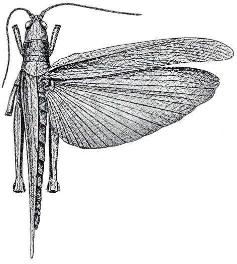 Copiocera harroweri Hebard, 1924: Pl. VII, Fig. 4 (after type). female, dorsal view (body length 50.2 mm, tegmina 46.5 mm). (Otu).