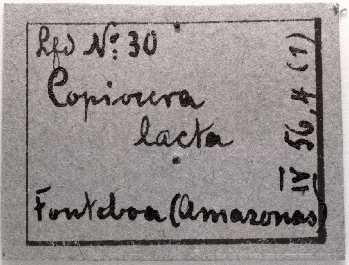 CollectionObject 1506904; 384866ac-0187-41e1-8bdd-4295f2f178eb: Image C.S. Carbonell. label (type). (CollectionObject).