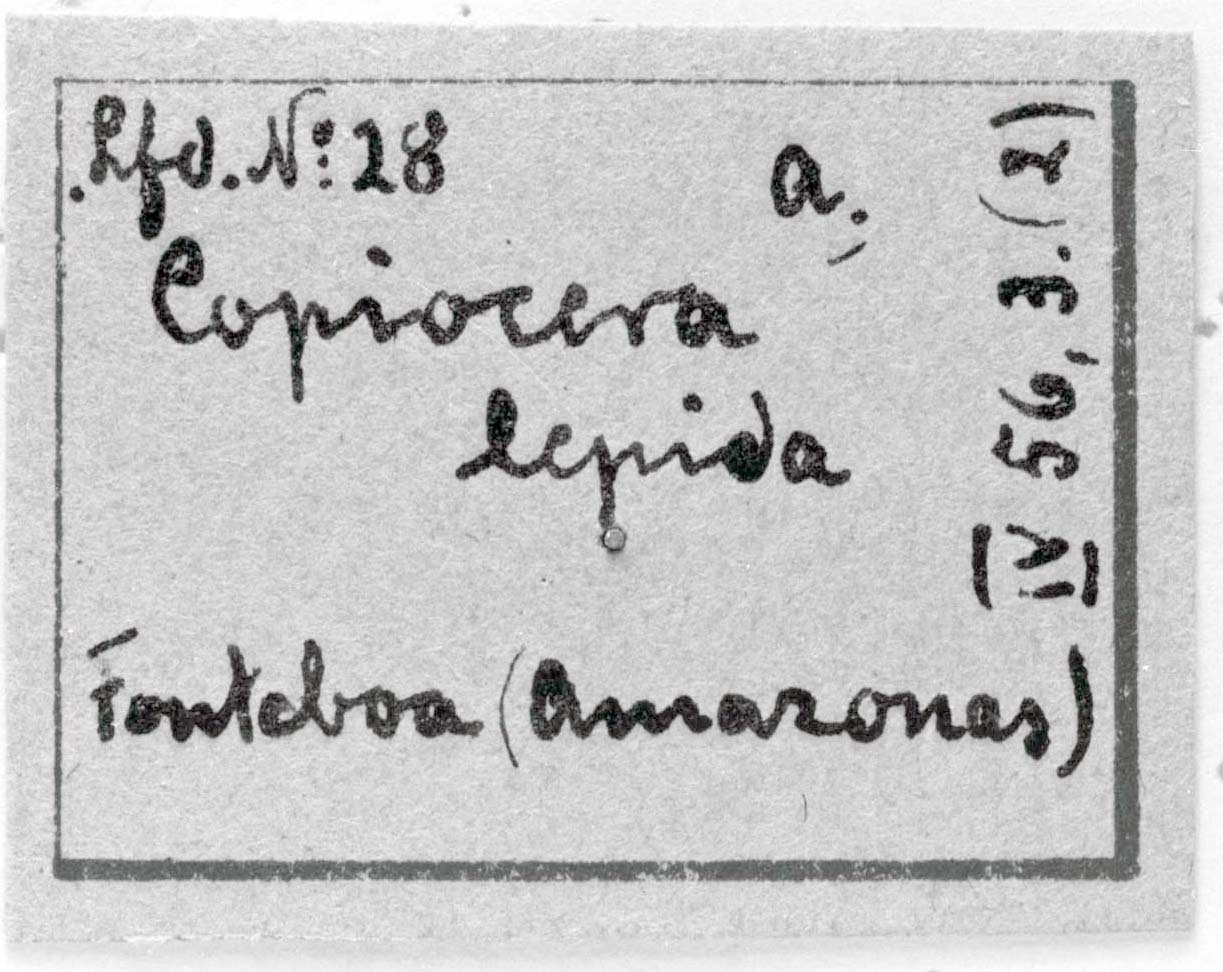 CollectionObject 1501607; 792521c9-a0ea-4ec9-b9a5-de7dfc6a4252: Image C.S. Carbonell. labels (lectotype). (CollectionObject).