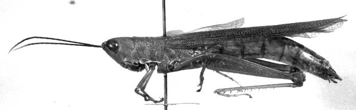 CollectionObject 1525094; 1fed8db2-f8f4-414a-93d0-586438547938: female, lateral view (holotype). (CollectionObject).