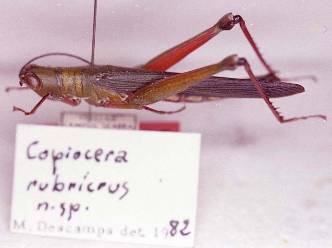 CollectionObject 1479041; 8fdabd41-6281-47a8-8713-d3e14960ac55, MNRJ-ENT6-019311: Image Carbonell, C.S. male, lateral view (holotype). (CollectionObject).