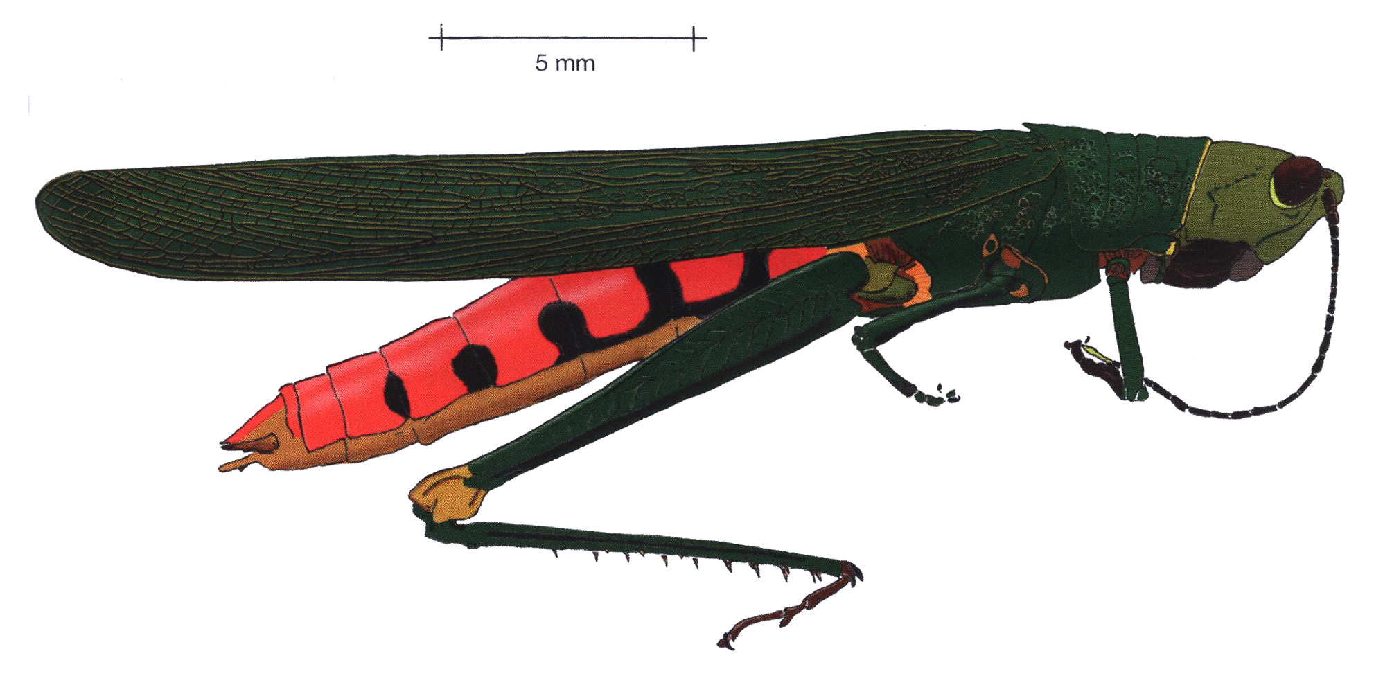 Copiocera specularis Gerstaecker, 1889: male, lateral view. (Otu).