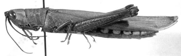 CollectionObject 1525096; a655f390-2f9e-4d76-b955-5052c14f8f72: female, lateral view (holotype). (CollectionObject).