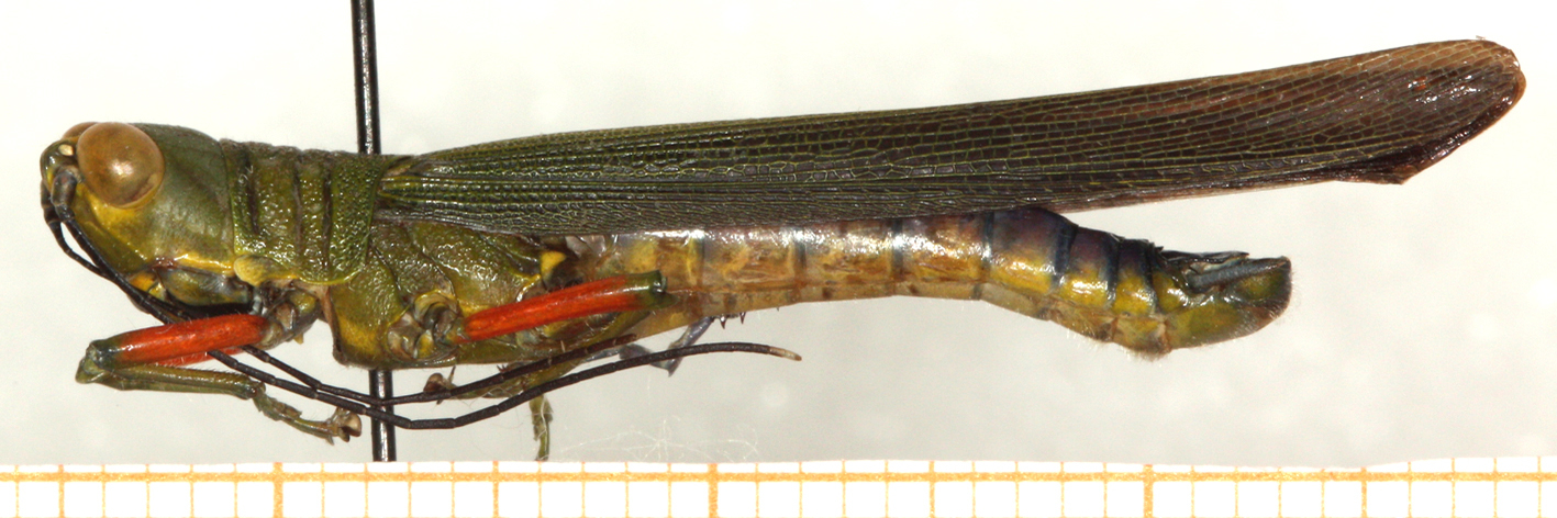 CollectionObject 1499496; e6ad1e05-bdc9-490d-a0d5-86cddedf9709: male, lateral view (holotype). (CollectionObject).