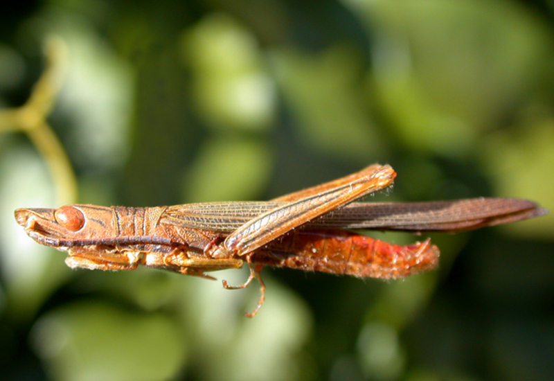 Episcopotettix sulcirostris Rehn, 1903: male. (Otu).