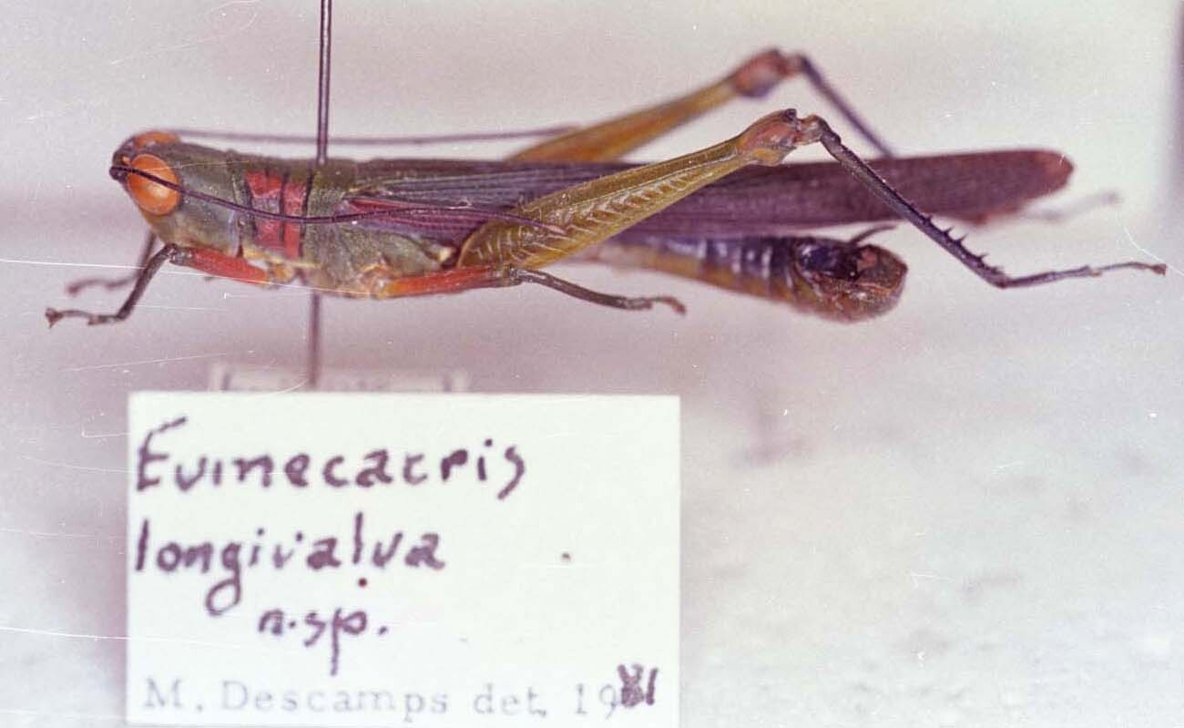 CollectionObject 1479047; ec62ffe9-a5e3-4919-83da-f67d7da87ff1, MNRJ-ENT6-019328: Image Carbonell, C.S. male, lateral view (holotype). (CollectionObject).