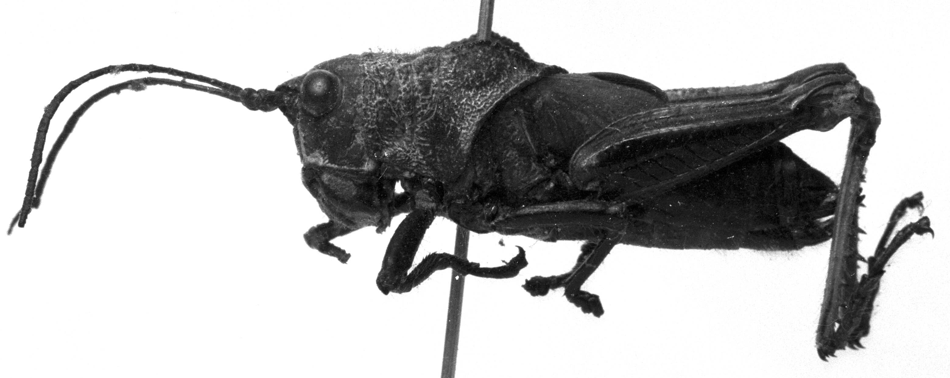CollectionObject 1532802; 4abf08a1-8d4d-49c9-b0da-ea91e91b2b15: Image Carbonell, C.S. subadult female, lateral view (holotype). (CollectionObject).