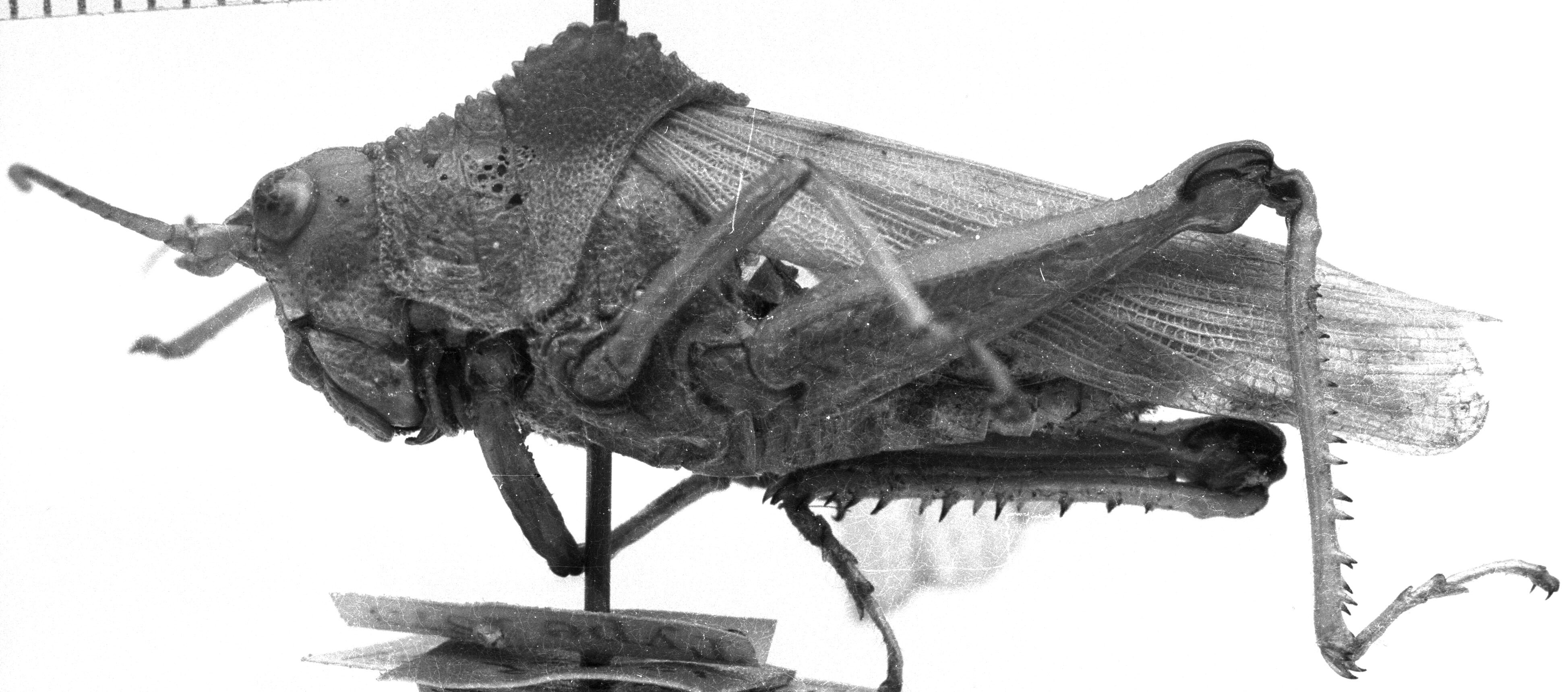 CollectionObject 1507333; ec01c21f-a023-4fc7-b2ba-6d5e94b18a50: Image Carbonell, C.S. female, lateral view (holotype). (CollectionObject).