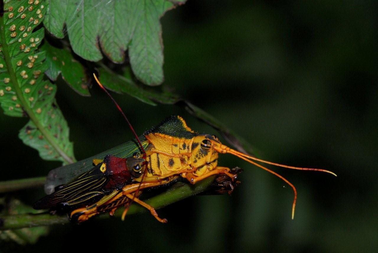 Hippacris diversa Rehn & Rehn, 1944: female and male (Parque Nacional Manú). (Otu).
