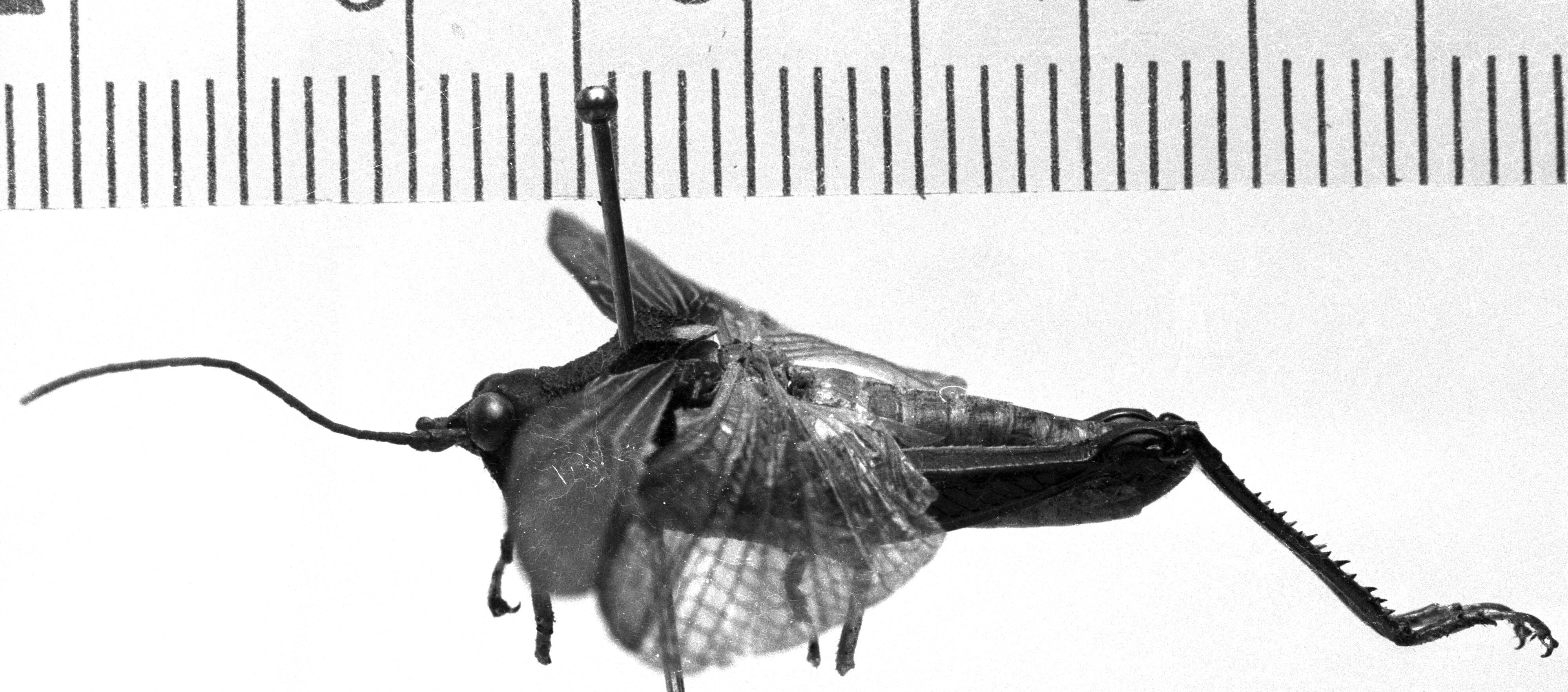 CollectionObject 1506449; 7dc4ba05-7a52-4d80-acda-8d3656c2c528: Image Carbonell, C.S. male, lateral view (holotype). (CollectionObject).