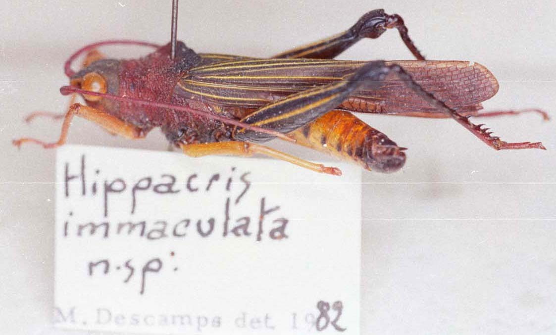 Hippacris immaculata Descamps, 1984: Image Carbonell, C.S. male, lateral view (holotype?). (Otu).