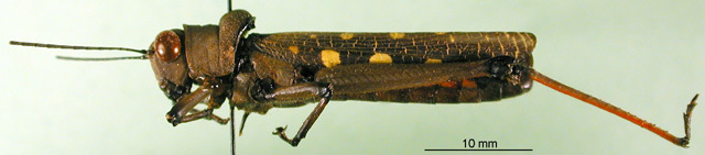 CollectionObject 1501628; 60e1076e-d8b6-4c9d-8df1-586953a5094a: male, lateral view (syntype of Oncolopha carbunculus). (CollectionObject).