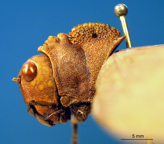 CollectionObject 1521416; ad7011ef-9c31-4674-9fd6-4a93841cd44e: female head and pronotum, lateral view (syntype or lectotype). (CollectionObject).