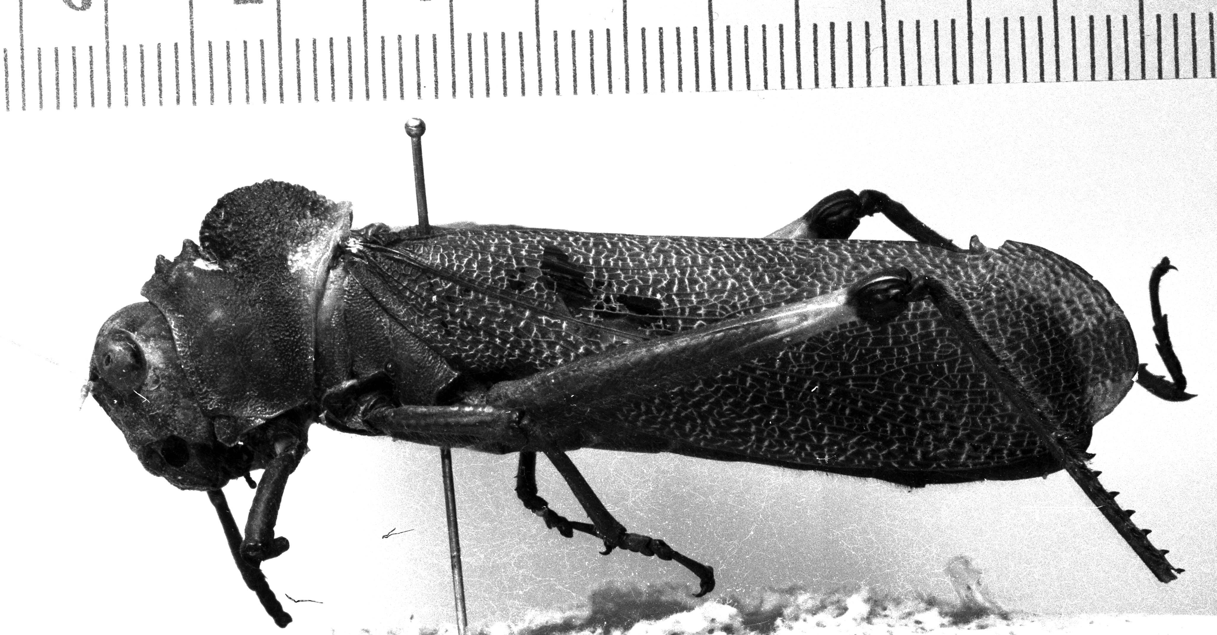 CollectionObject 1506450; 39985ae0-41a6-40e2-bd28-2bcdca8c3df4: Image Carbonell, C.S. [mirror image]. female, lateral view (syntype). (CollectionObject).