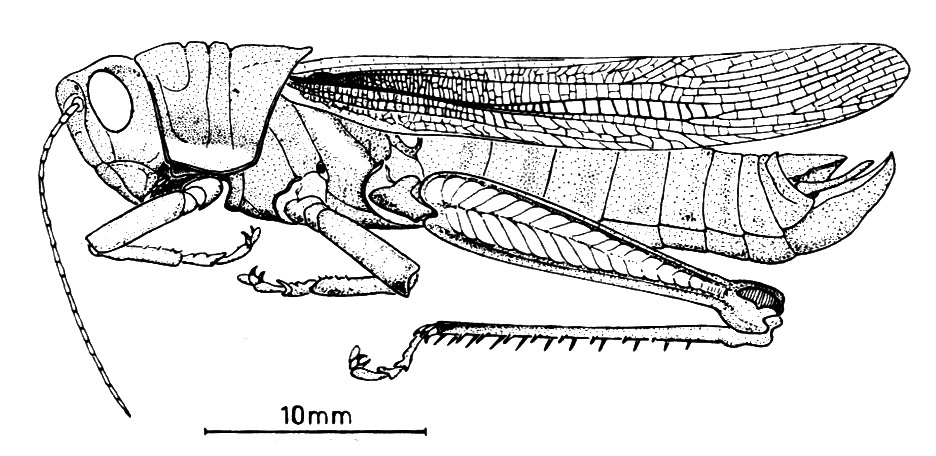 Zygoclistron nasicum (Gerstaecker, 1873): Fig. 6. male habitus. (Otu).