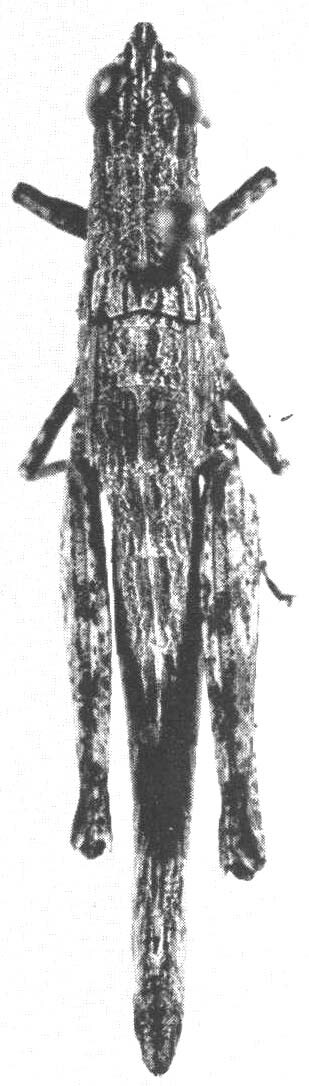 CollectionObject 1478823; 6e5d7b77-11e7-4b32-a92a-8b4006562881: Pl. B fig. 6. female, dorsal view. (CollectionObject).;CollectionObject 1478824; 09a09c05-ae95-4586-b602-70420cadc3e7: Pl. B fig. 6. female, dorsal view. (CollectionObject).