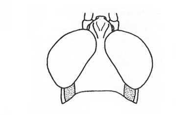 Bucephalacris bohlsii (Giglio-Tos, 1898): Fig. 2. male head, dorsal view. (Otu).