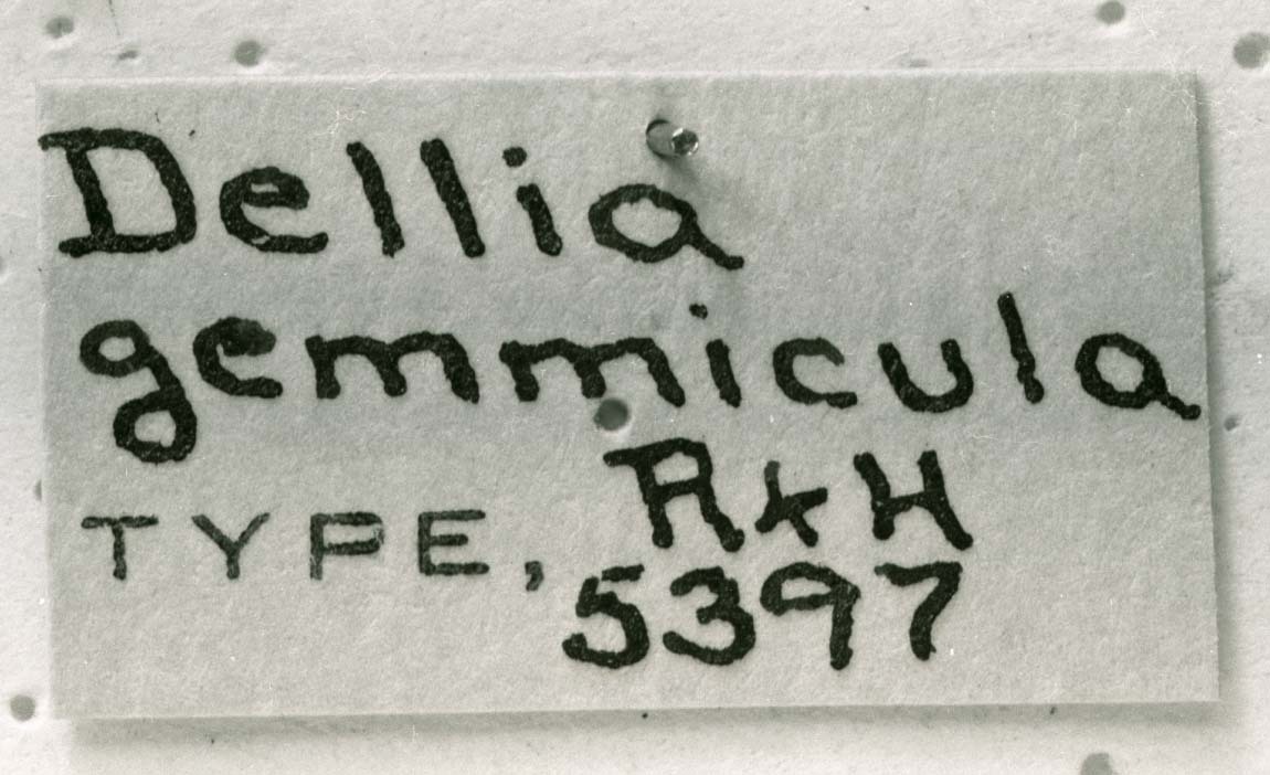 CollectionObject 1524823; 50adf1dc-f9a1-4d14-8d0f-1eb6d745908f: labels (holotype). (CollectionObject).