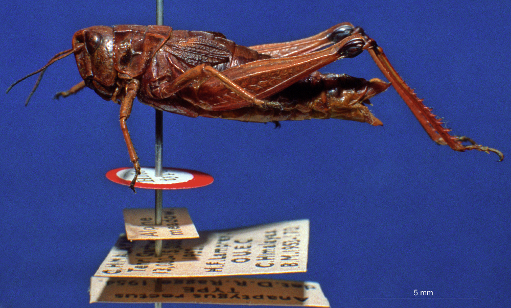 CollectionObject 1519005; 7f84c949-533c-4f44-bcc7-c4445d3abf19: female, lateral view, with labels (holotype). (CollectionObject).