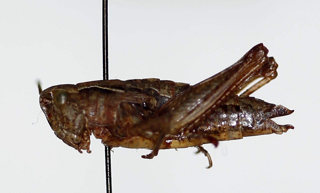 CollectionObject 1478283; 71db44e1-da95-429b-9300-f6a0330dc1c8: female, lateral view (holotype). (CollectionObject).