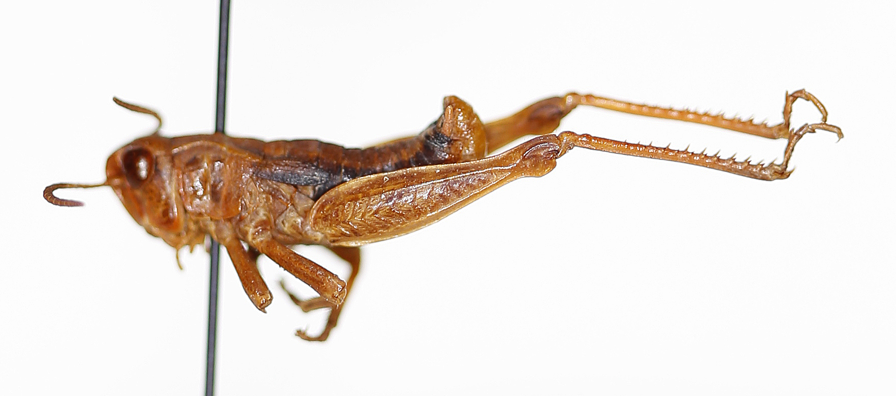 CollectionObject 1588510; 6da1b115-2677-4044-a11d-01df2864decd: male, lateral view. (CollectionObject).