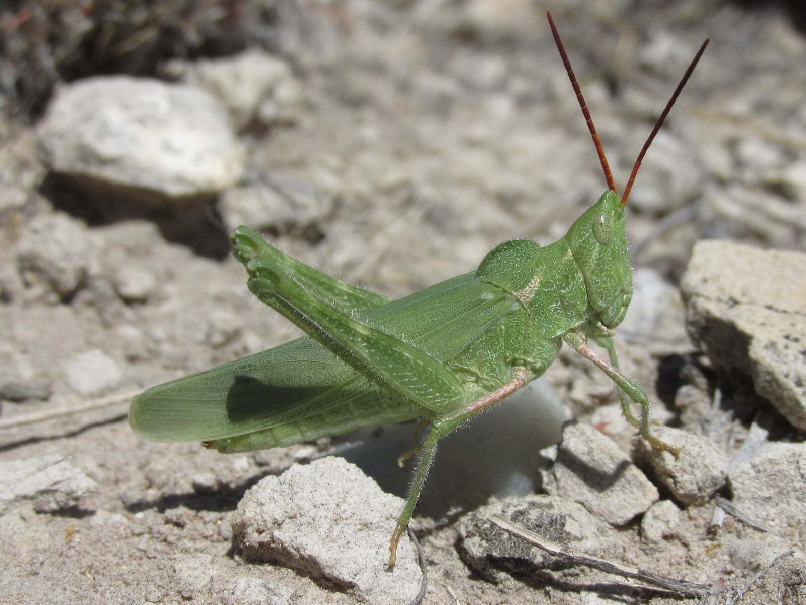 Acrolophitus hirtipes (Say, 1825): female (about 13 miles north of Scottsbluff, Nebraska, 6 July 2020). (Otu).