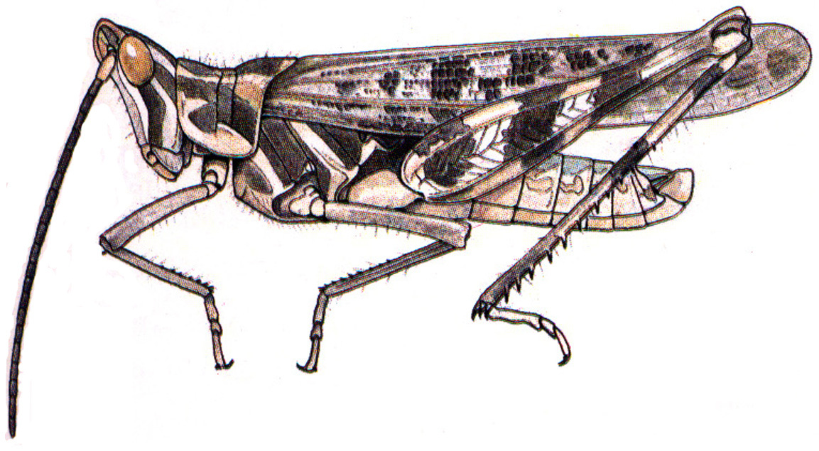 Acrolophitus maculipennis (Scudder, 1890): male habitus. (Otu).