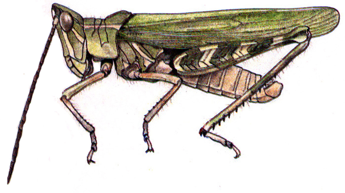 Acrolophitus nevadensis (Thomas, 1873): male, habitus. (Otu).