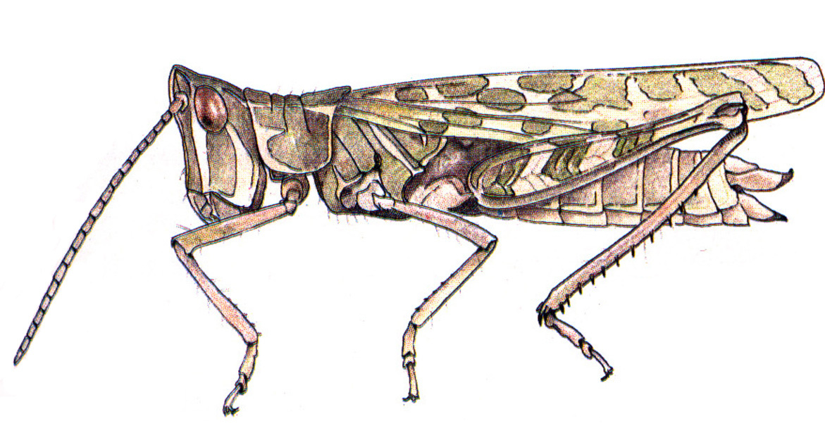 Acrolophitus pulchellus (Bruner, 1889): female. (Otu).