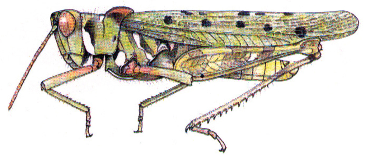 Bootettix joerni Otte, 1979: male habitus. (Otu).