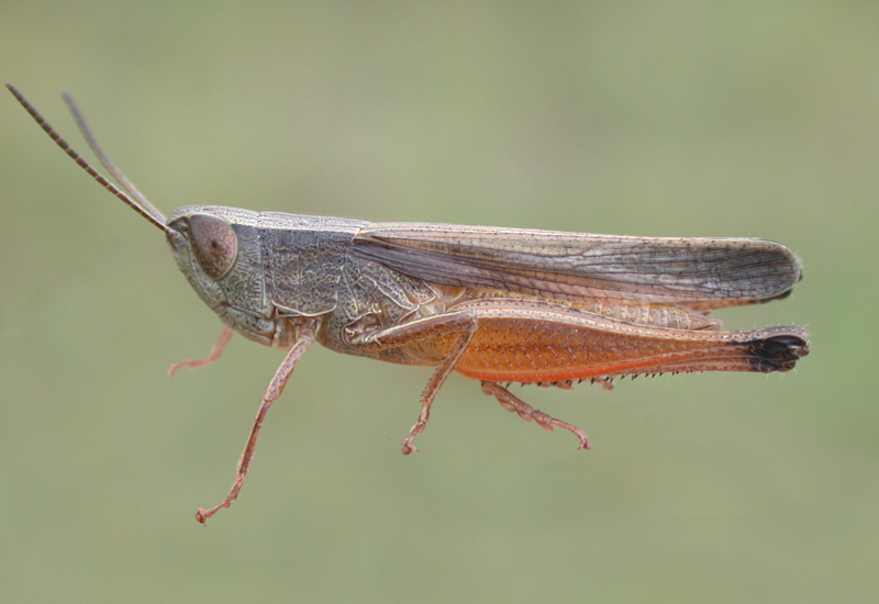 Amblytropidia australis Bruner, 1904: male. (Otu).